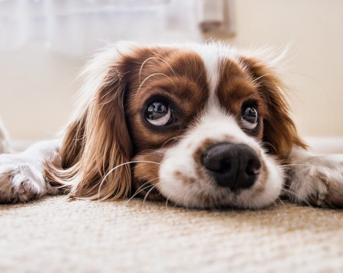 cocker spaniel