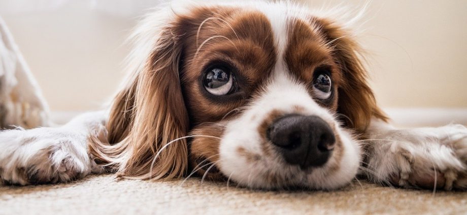 cocker spaniel